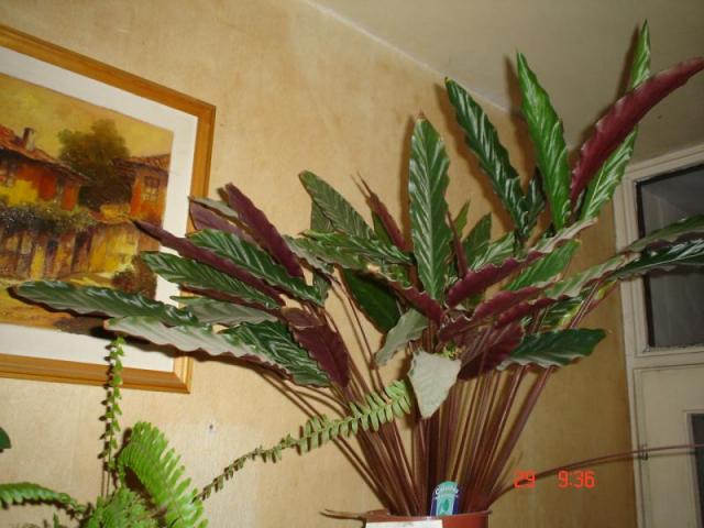 کالاتیا ستاره موج